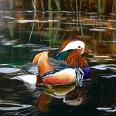 Mandarin
