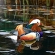 Mandarin