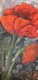 Poppies